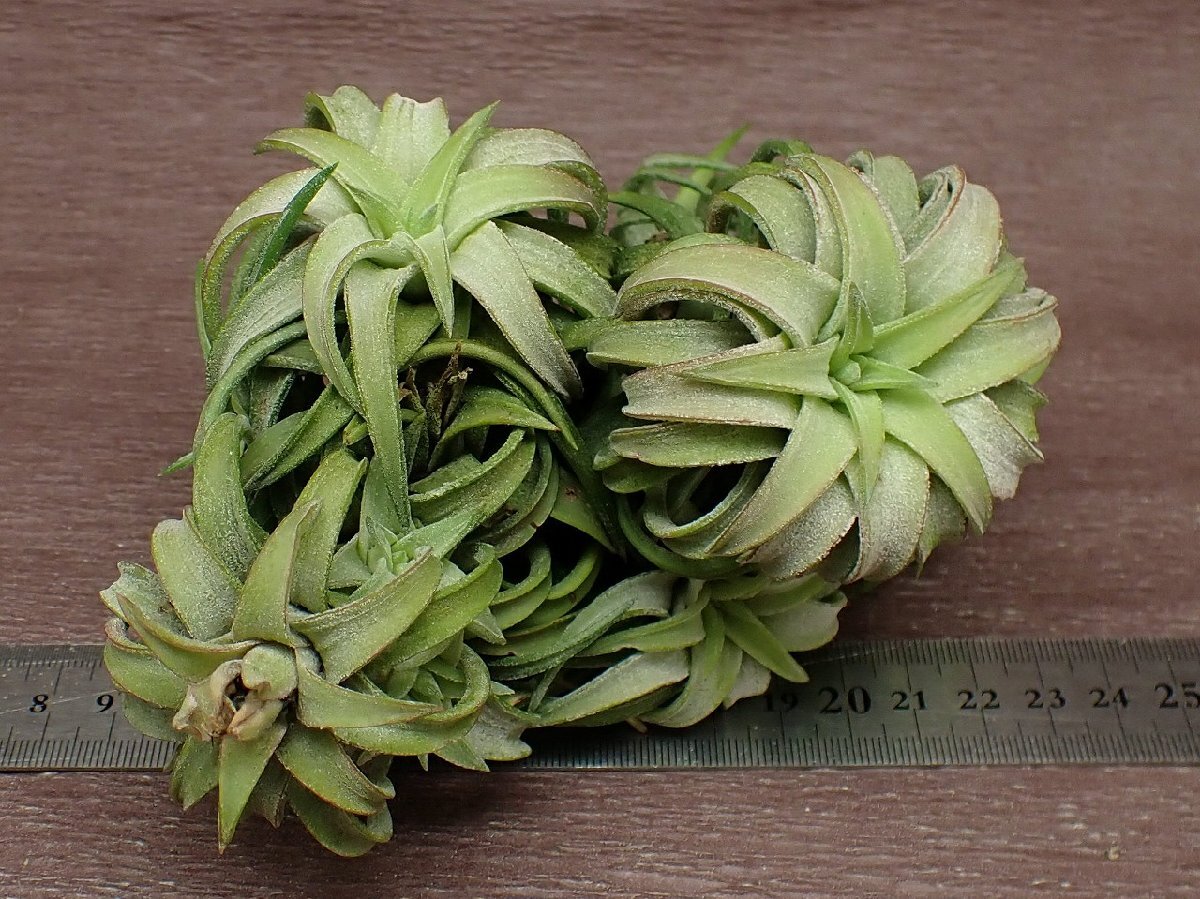 Tillandsia ionantha v.vanhyningii Jumbo form チランジア・イオナンタ バンハイニンギー ジャンボフォーム クランプ■エアプランツKKの画像3