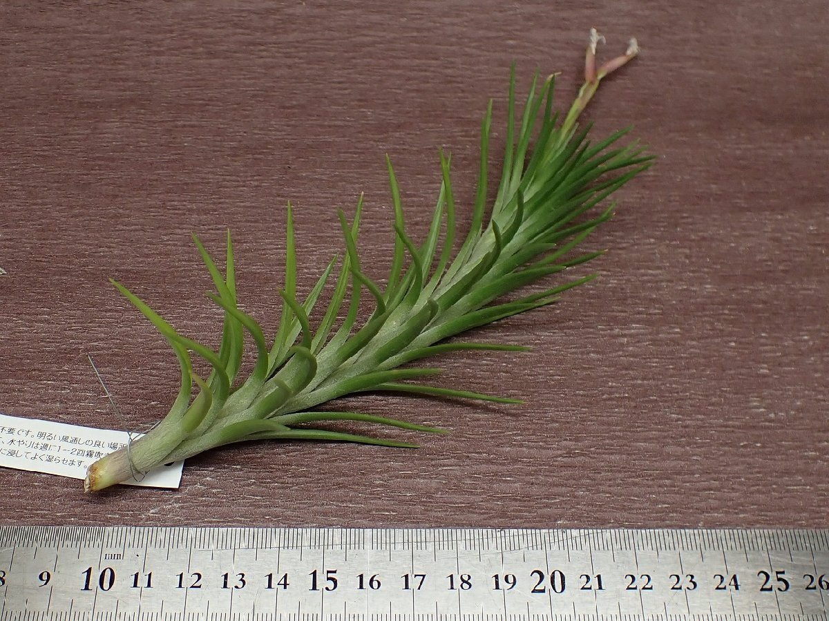 Tillandsia araujei チランジア・アラウジェイ●エアプランツEP_画像3