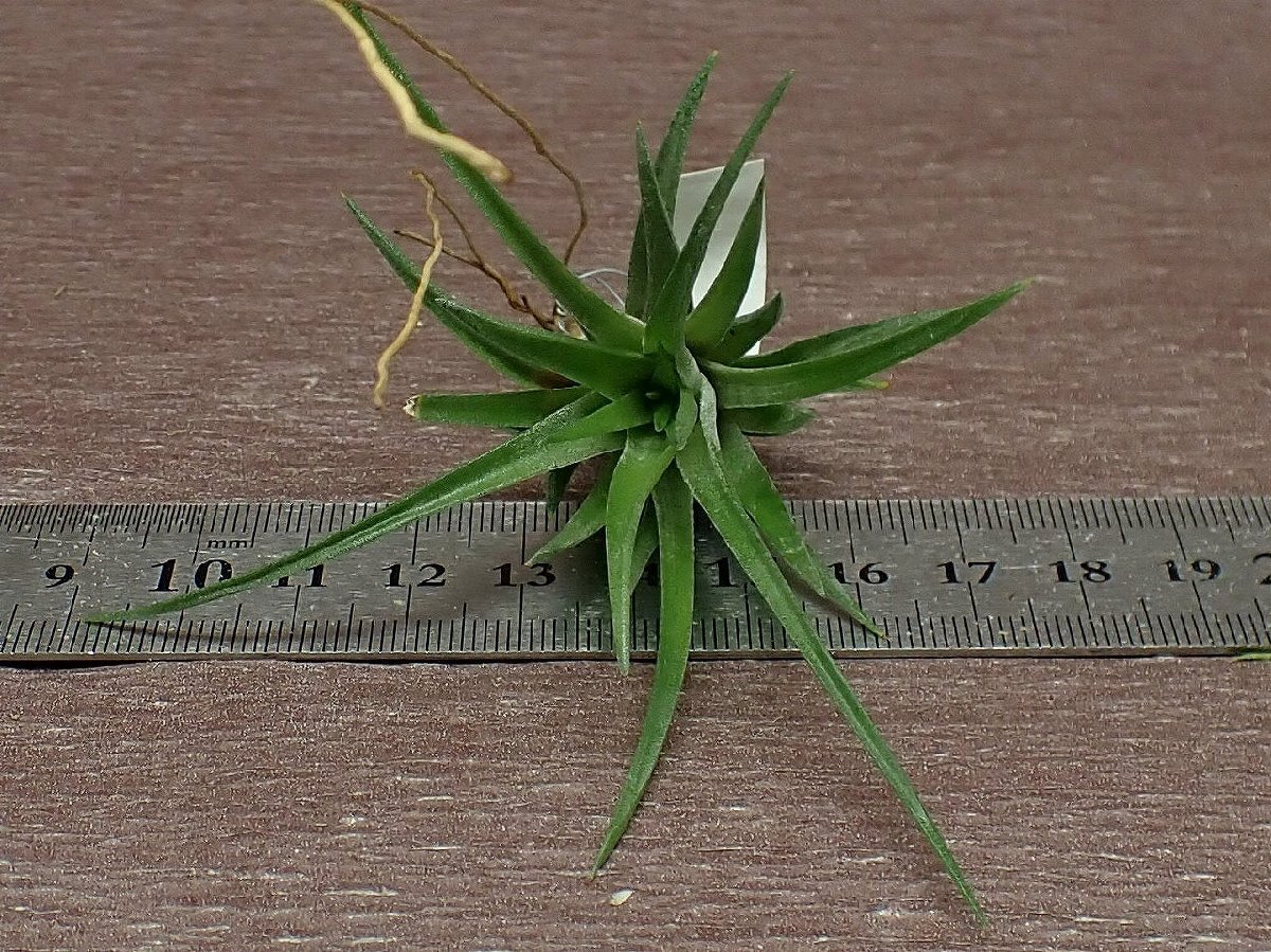 Tillandsia neglecta 'Giant' チランジア・ネグレクタ ジャイアント■エアプランツTIの画像3