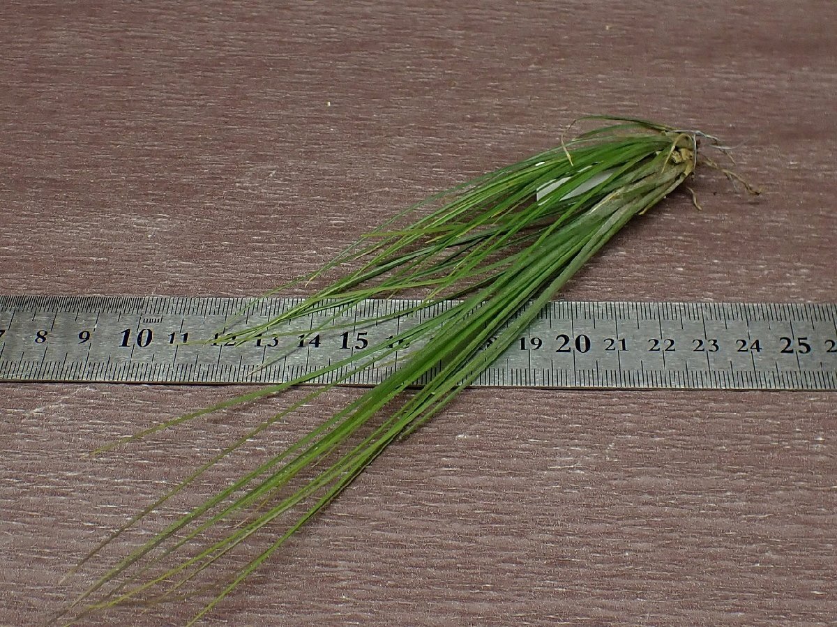 Tillandsia setacea チランジア・セタセア★エアプランツTI_画像3