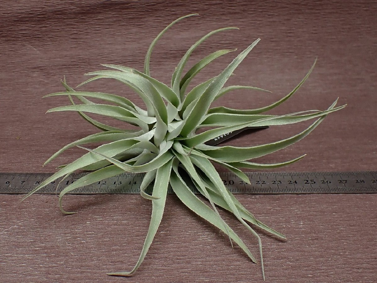 Tillandsia cacticola 'Thin Leaf' チランジア・カクティコラ 細葉タイプ★エアプランツEP★第四種送料別途★税別1円～!!_画像3