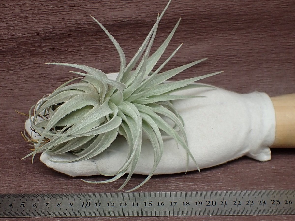 Yahoo!オークション - Tillandsia gardneri v.rupicola Yahoo!オークション - Tillandsia gardneri v.rupicola