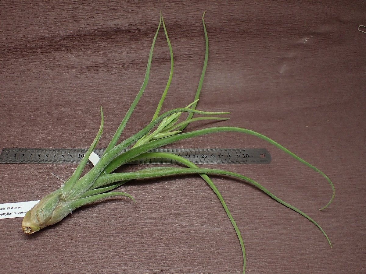 Tillandsia 'El Guapo' チランジア エルグアポ★エアプランツTR★第四種送料別途★税別1円～!!の画像2