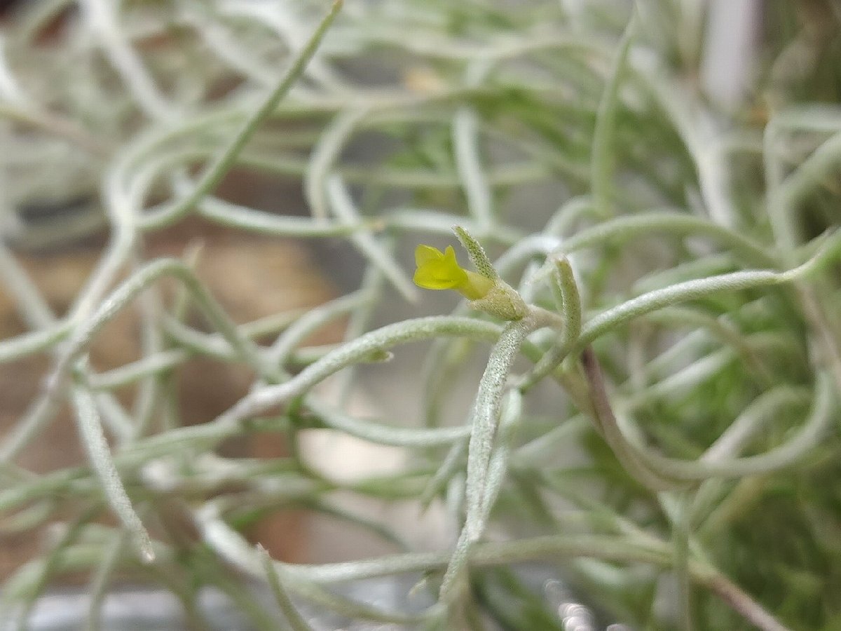 Tillandsia usneoides CurlyLeaf form Yellow flower チランジア・ウスネオイデス カーリー 黄花●エアプランツEPの画像3