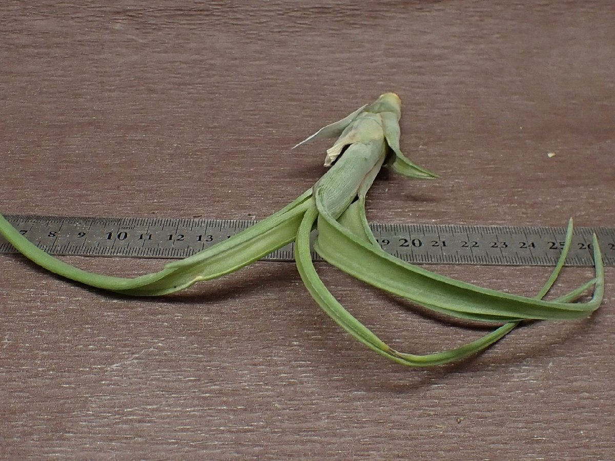 Tillandsia intermedia チランジア・インターメディア★エアプランツJDの画像3