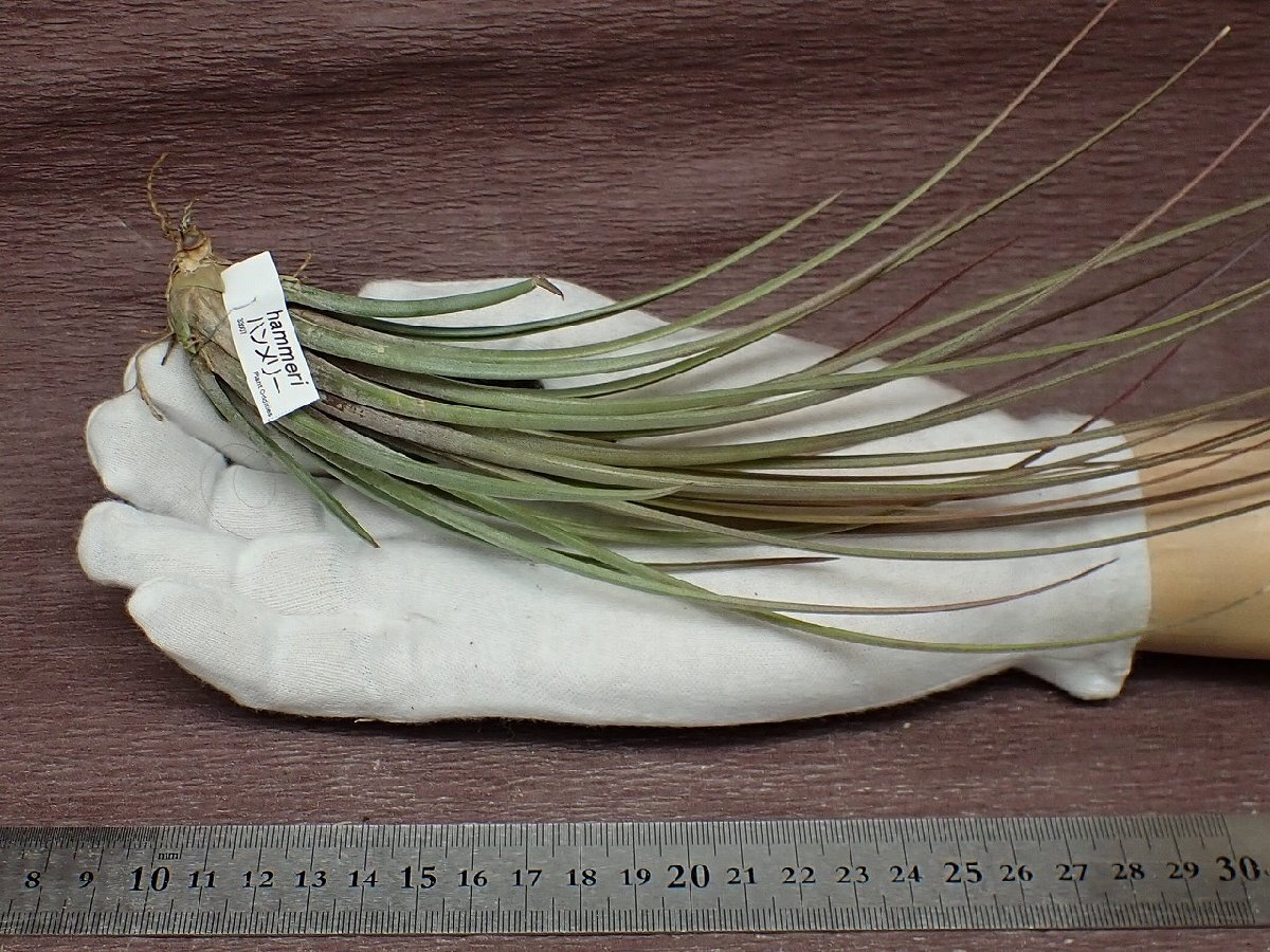 Tillandsia hammeri チランジア・ハンメリー★エアプランツTIの画像1