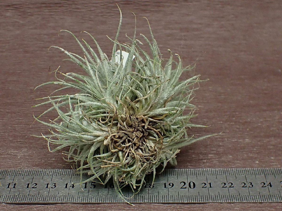 Tillandsia tectorumchi Ran jia* tech tiger m* air plant PR