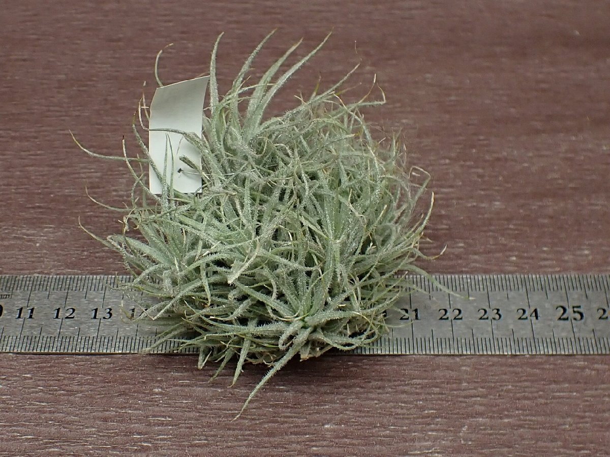 Tillandsia tectorumchi Ran jia* tech tiger m* air plant PR