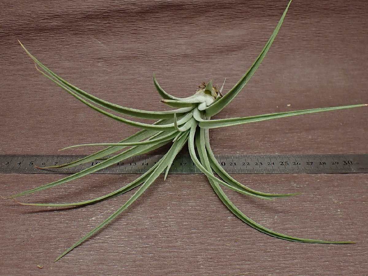 Tillandsia 'Hawaiian Topaz' チランジア ハワイアントパーズ★エアプランツJDの画像3