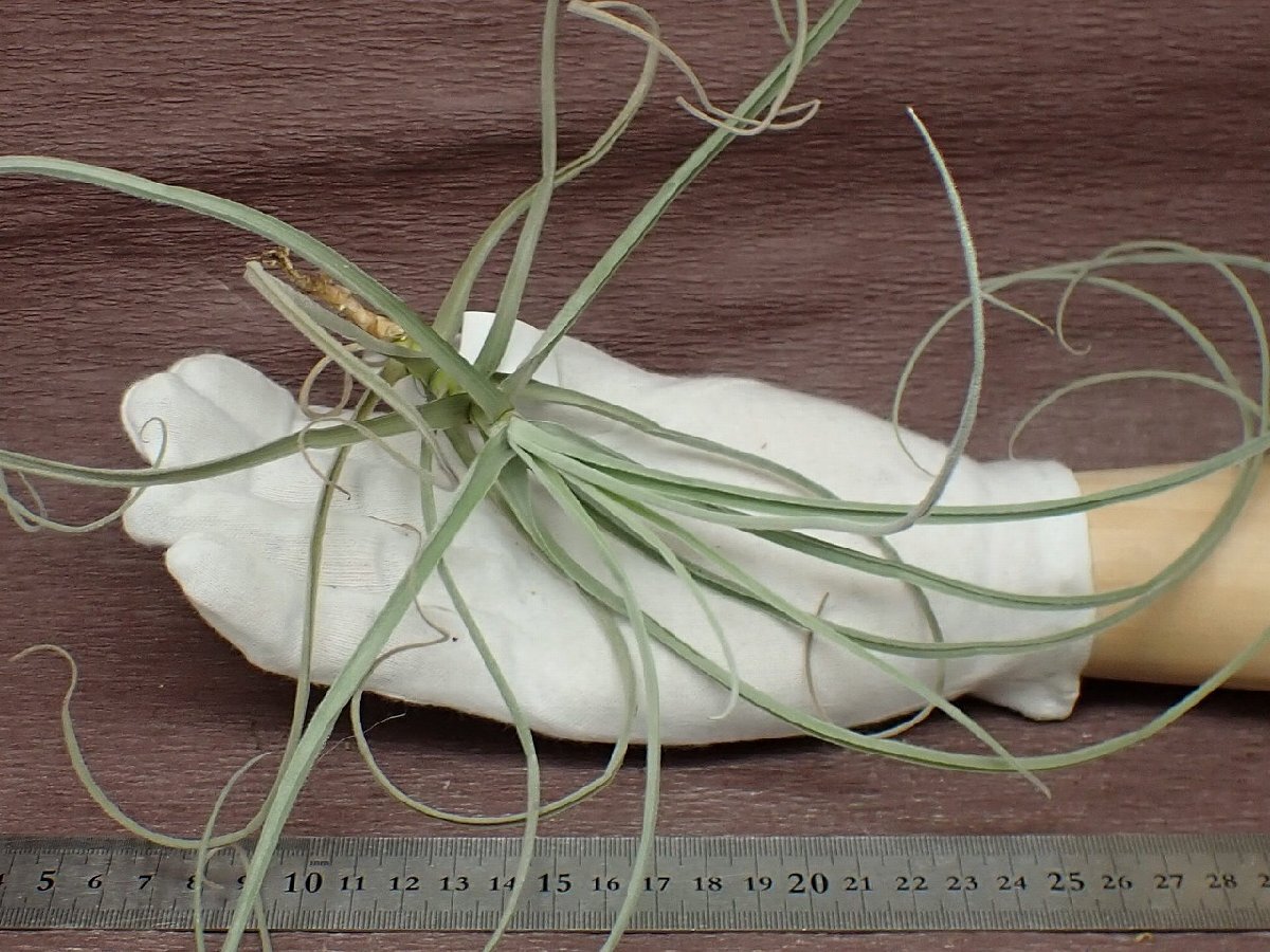 Tillandsia streptocarpa チランジア・ストレプトカルパ★エアプランツJD_画像1