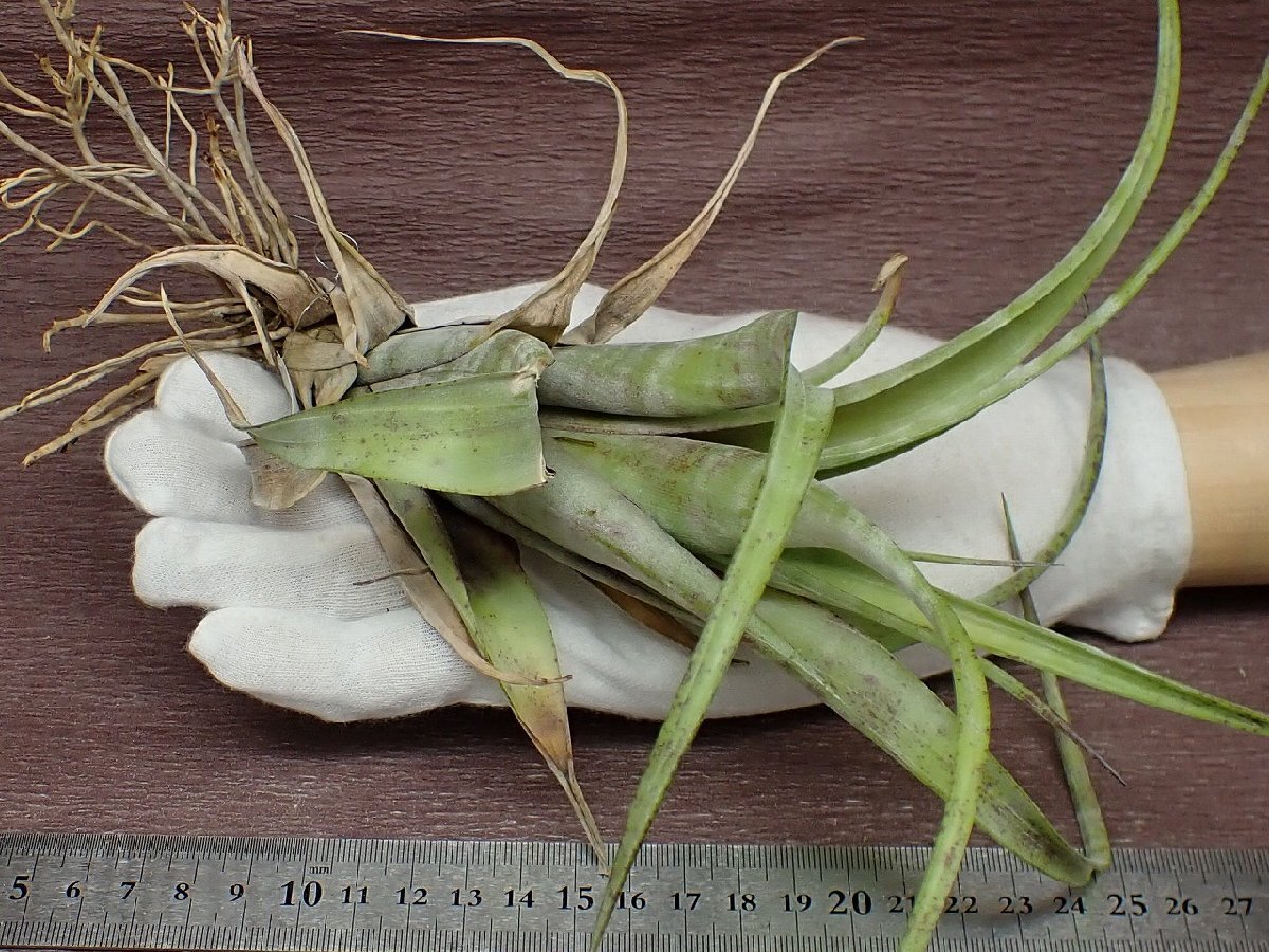 Tillandsia flexuosa 'Grand Cayman' チランジア・フレクスオーサ グランドケイマン★エアプランツTIの画像1