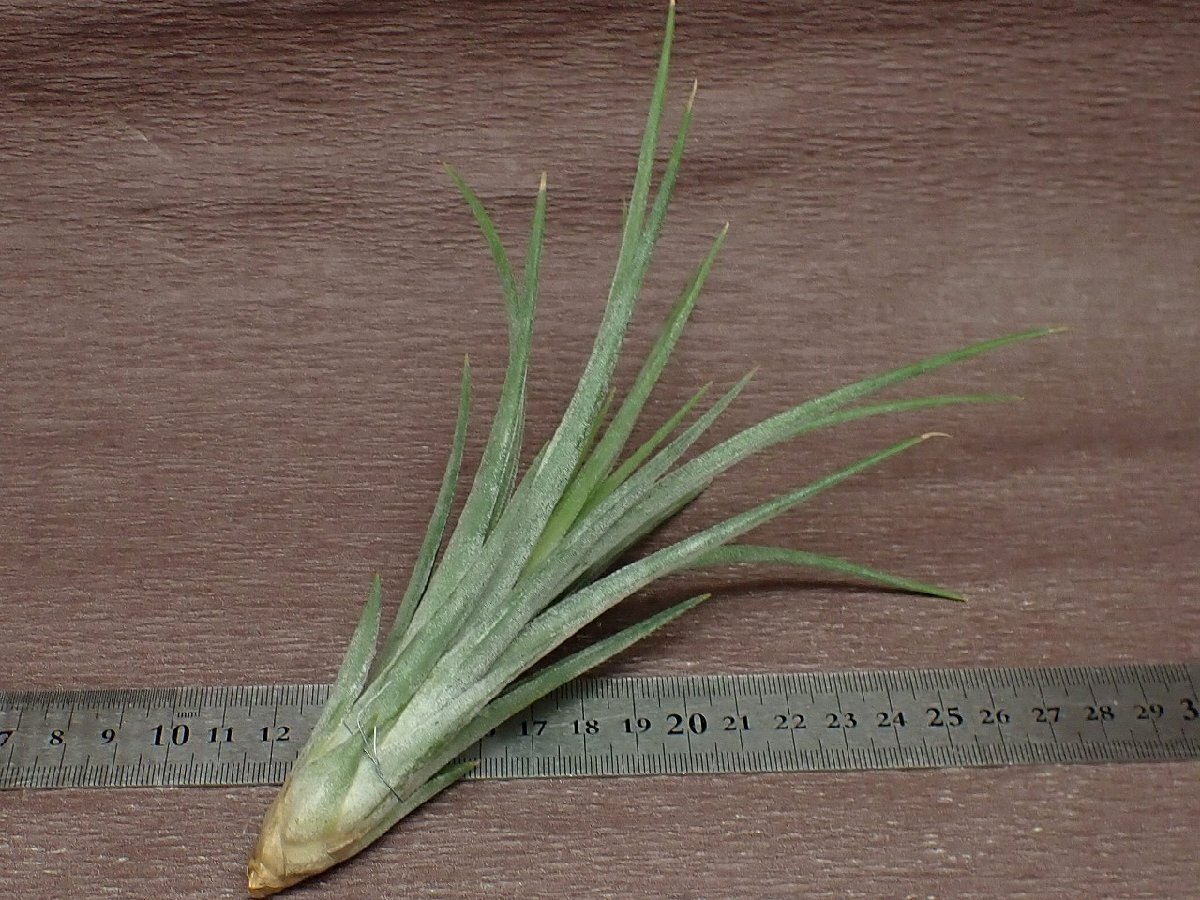 Tillandsia \'I Love You\'chi Ran jia Islay b You * air plant JD