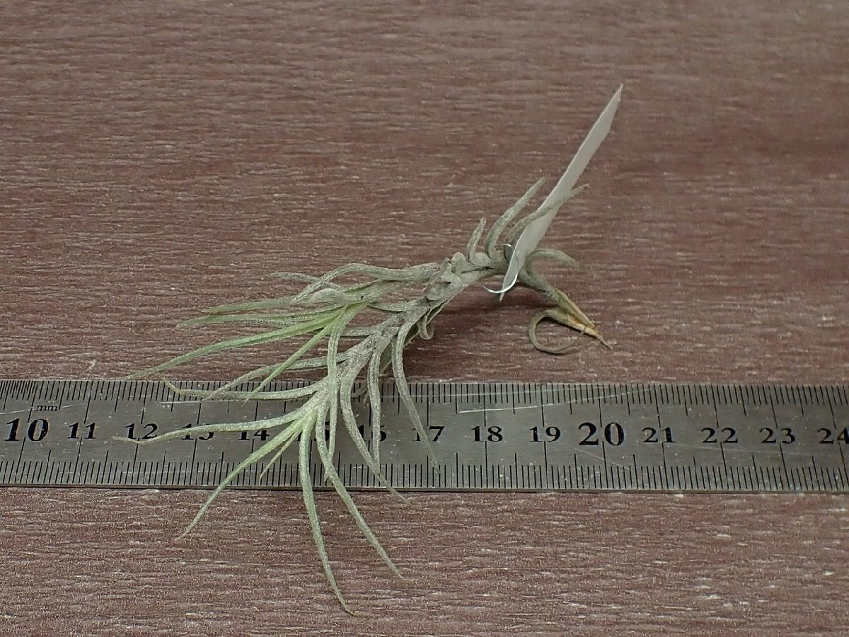 Tillandsia capillaris Type 1 チランジア・カピラリス タイプ1■エアプランツDFの画像3