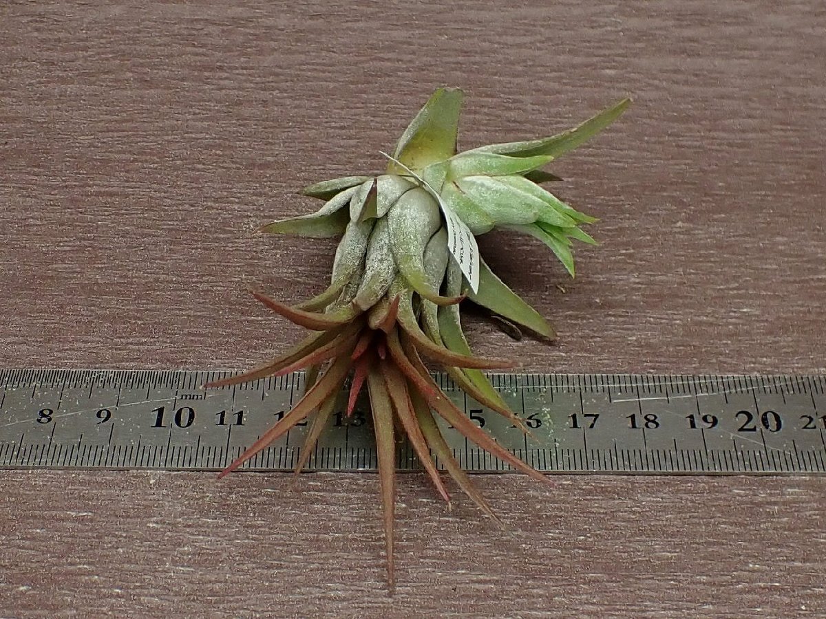 Tillandsia ionantha 'Tall Velvet' チランジア・イオナンタ トールベルベット■エアプランツJDの画像3