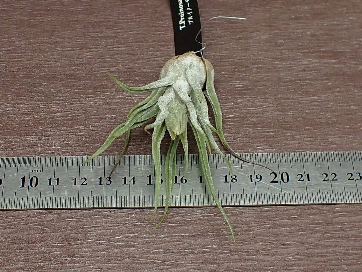 Tillandsia pruinosa Hybrid チランジア・プルイノーサ ハイブリッド●●エアプランツEP_画像2