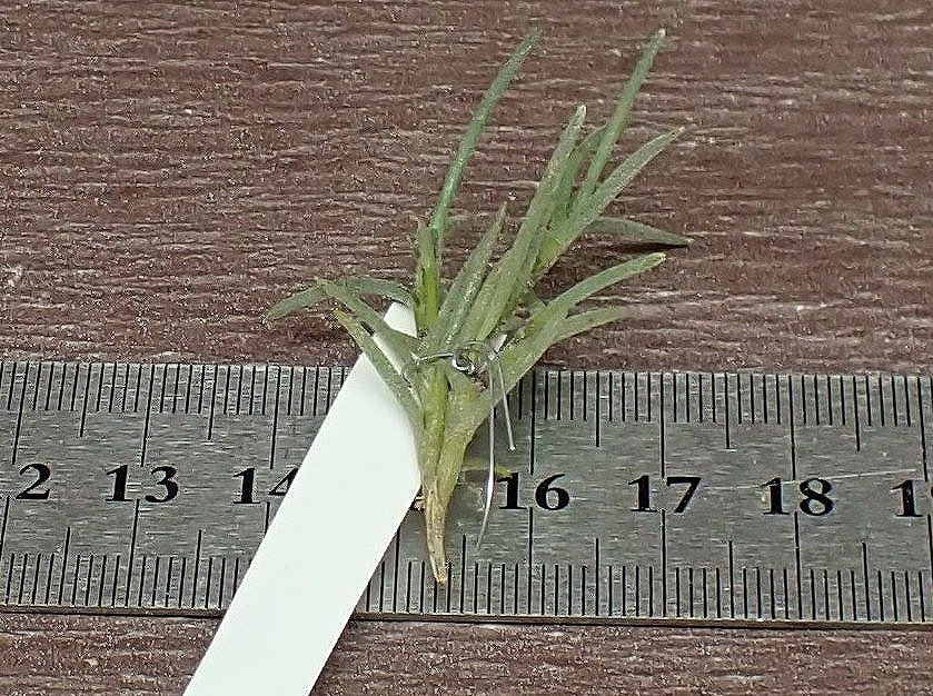 Tillandsia capillaris チランジア・カピラリス■エアプランツPR_画像2