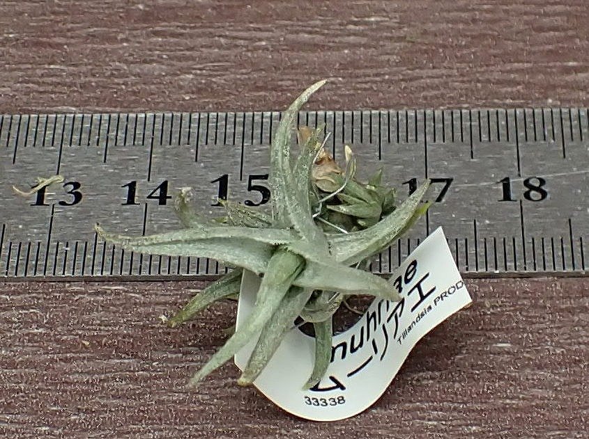 Tillandsia muhriae チランジア・ムーリアエ■エアプランツPR!_画像3