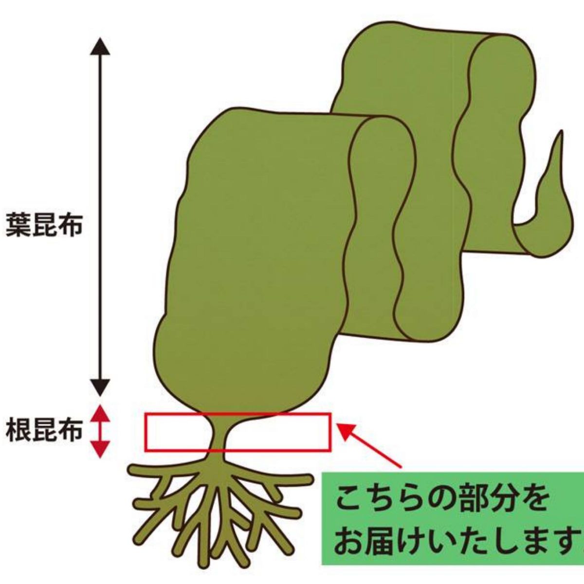 【お試し価格】北海道産天然昆布ねこあし根昆布（80ｇ×1袋）昆布水用、昆布出汁用　ネバネバ　希少部位　健康食品