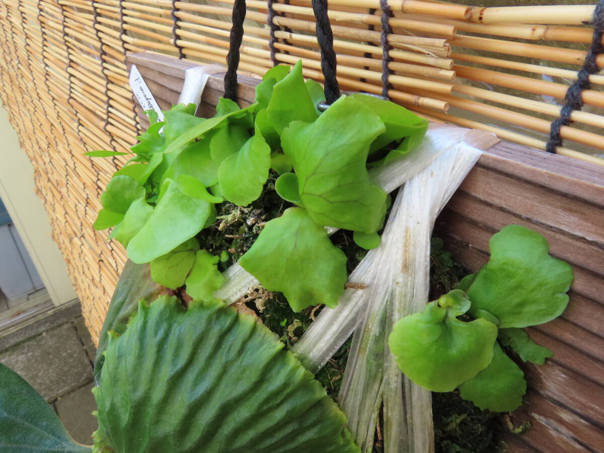 P. Madagascariense safety size mada gas kalien se staghorn fern ajianjijii Asian jijii