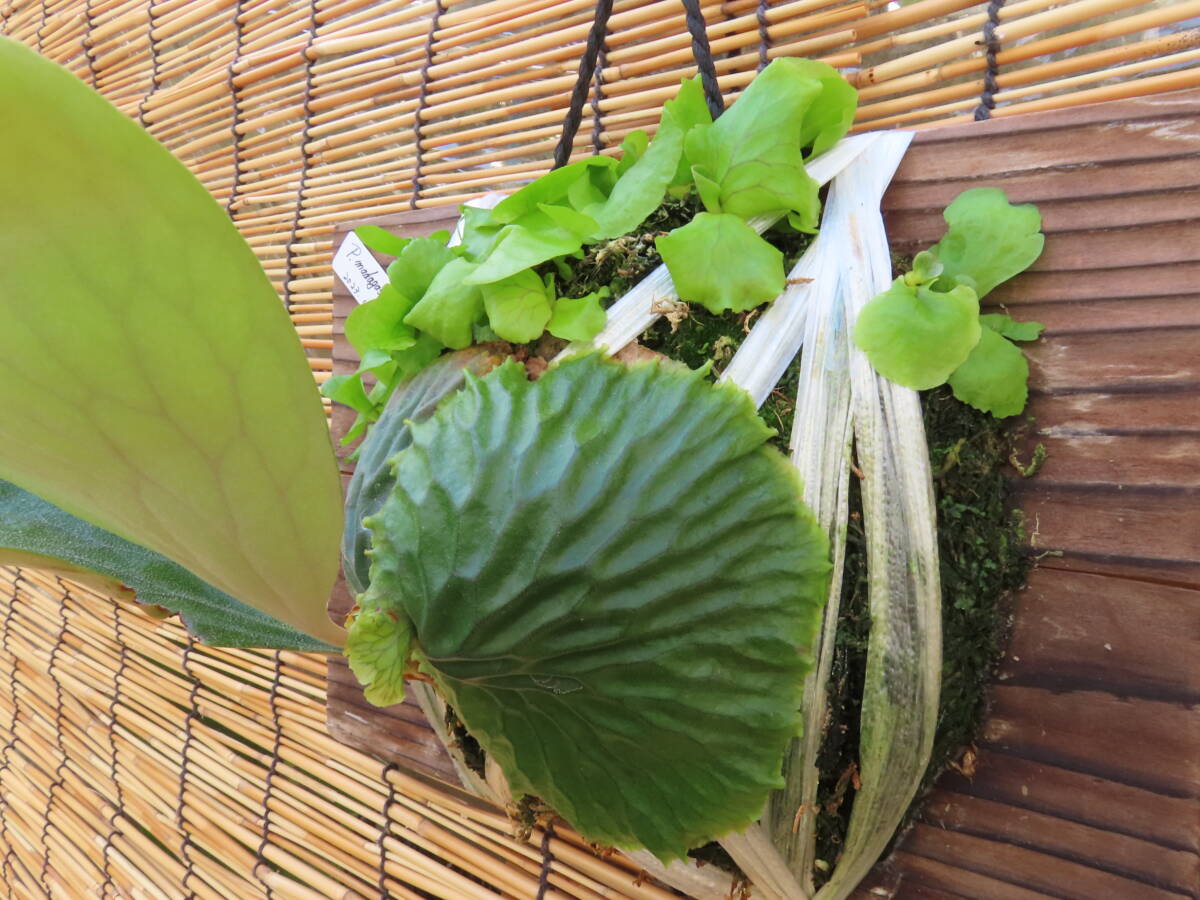 P. Madagascariense safety size mada gas kalien se staghorn fern ajianjijii Asian jijii