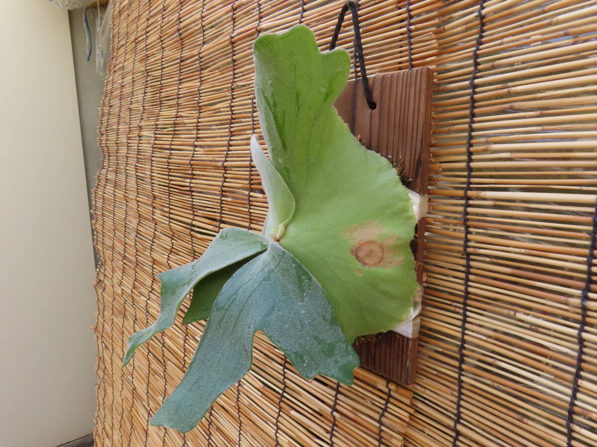 P. Andinum safety size Anne tinm staghorn fern ajianjijii Asian jijii