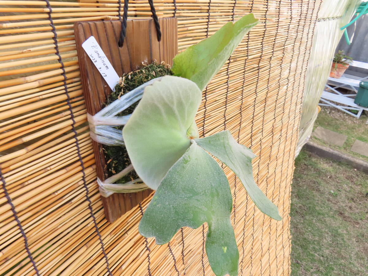 P. Andinum safety size Anne tinm staghorn fern ajianjijii Asian jijii