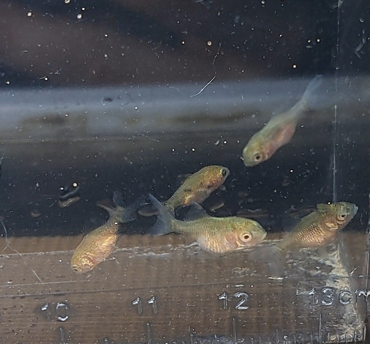 【今回限定!!】オランダ獅子頭の稚魚15匹＋α 約1センチ すくすく育ってます 金魚 【Happy aquarium】_画像5