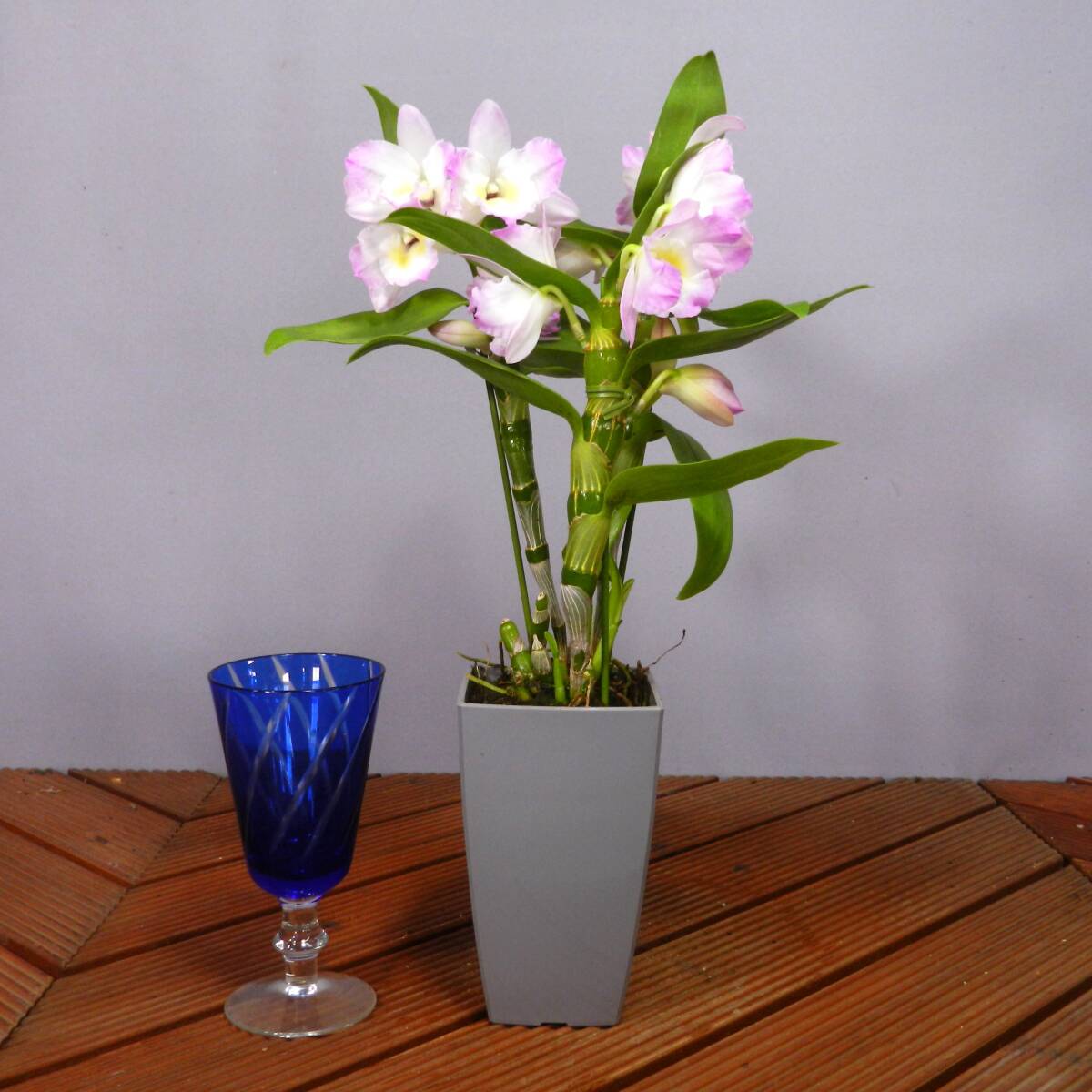 【一起園芸】デンドロビュウム「リセ」鉢花04◆可愛らしい蘭花◆の画像3