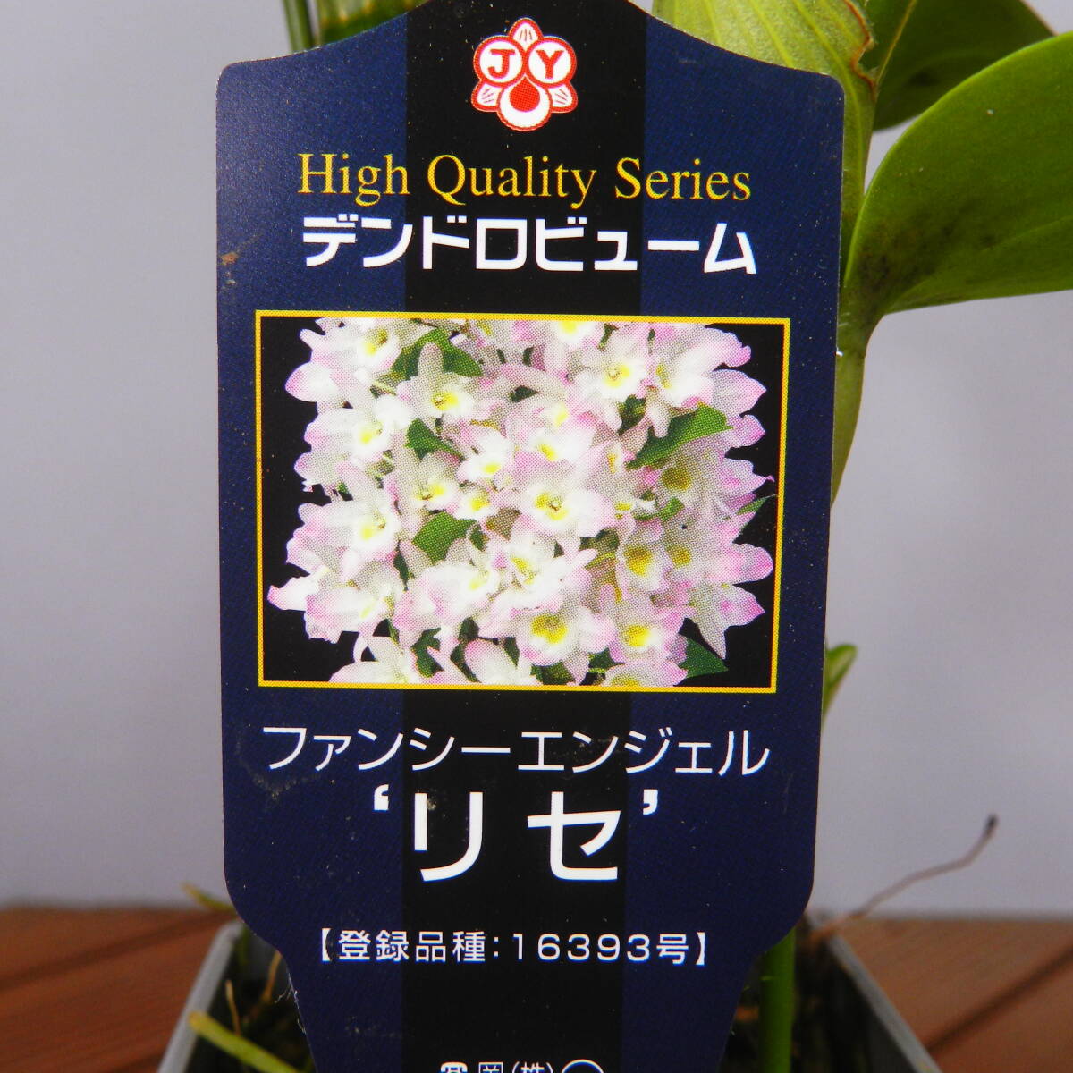 【一起園芸】デンドロビュウム「リセ」鉢花04◆可愛らしい蘭花◆の画像5