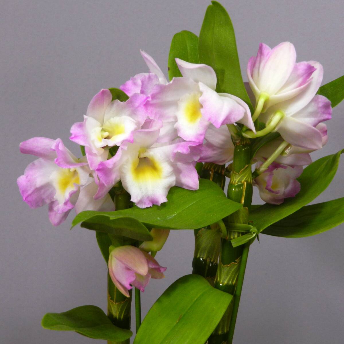 【一起園芸】デンドロビュウム「リセ」鉢花04◆可愛らしい蘭花◆の画像4
