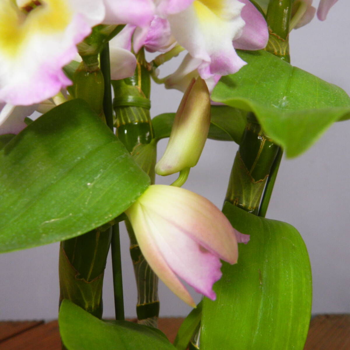 【一起園芸】デンドロビュウム「リセ」鉢花04◆可愛らしい蘭花◆の画像8