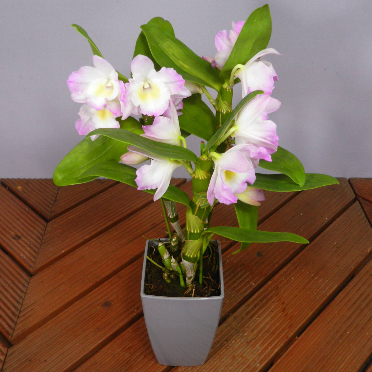 【一起園芸】デンドロビュウム「リセ」鉢花04◆可愛らしい蘭花◆の画像10