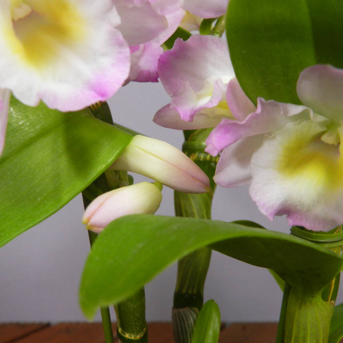 【一起園芸】デンドロビュウム「リセ」鉢花04◆可愛らしい蘭花◆の画像9