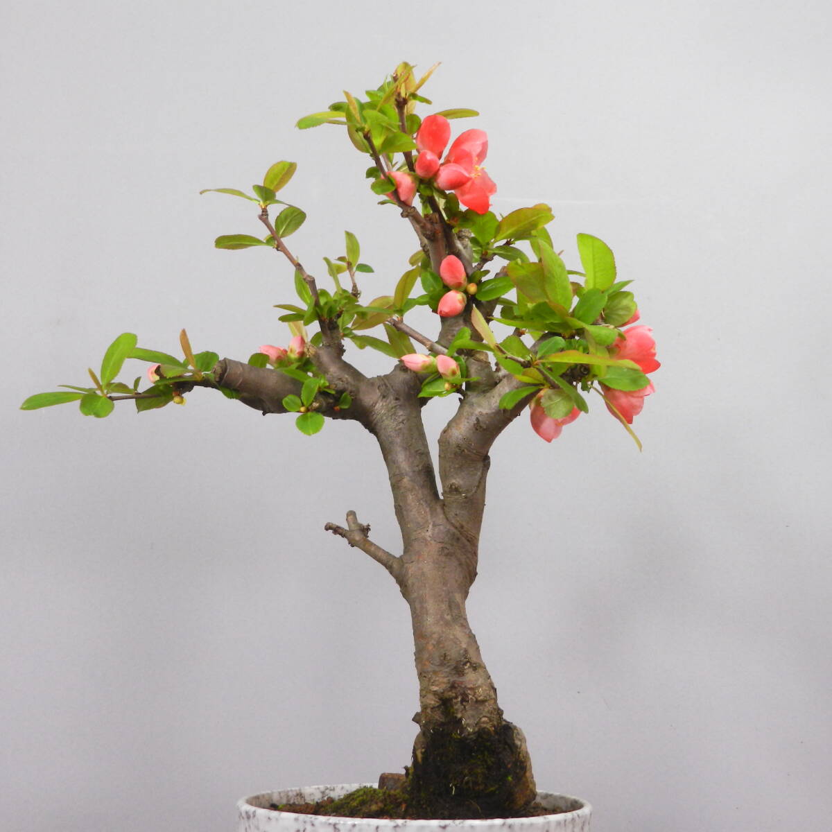 【一起園芸】木瓜・ボケ「国華」小品盆栽◆花はそろそろ終わります◆_画像2