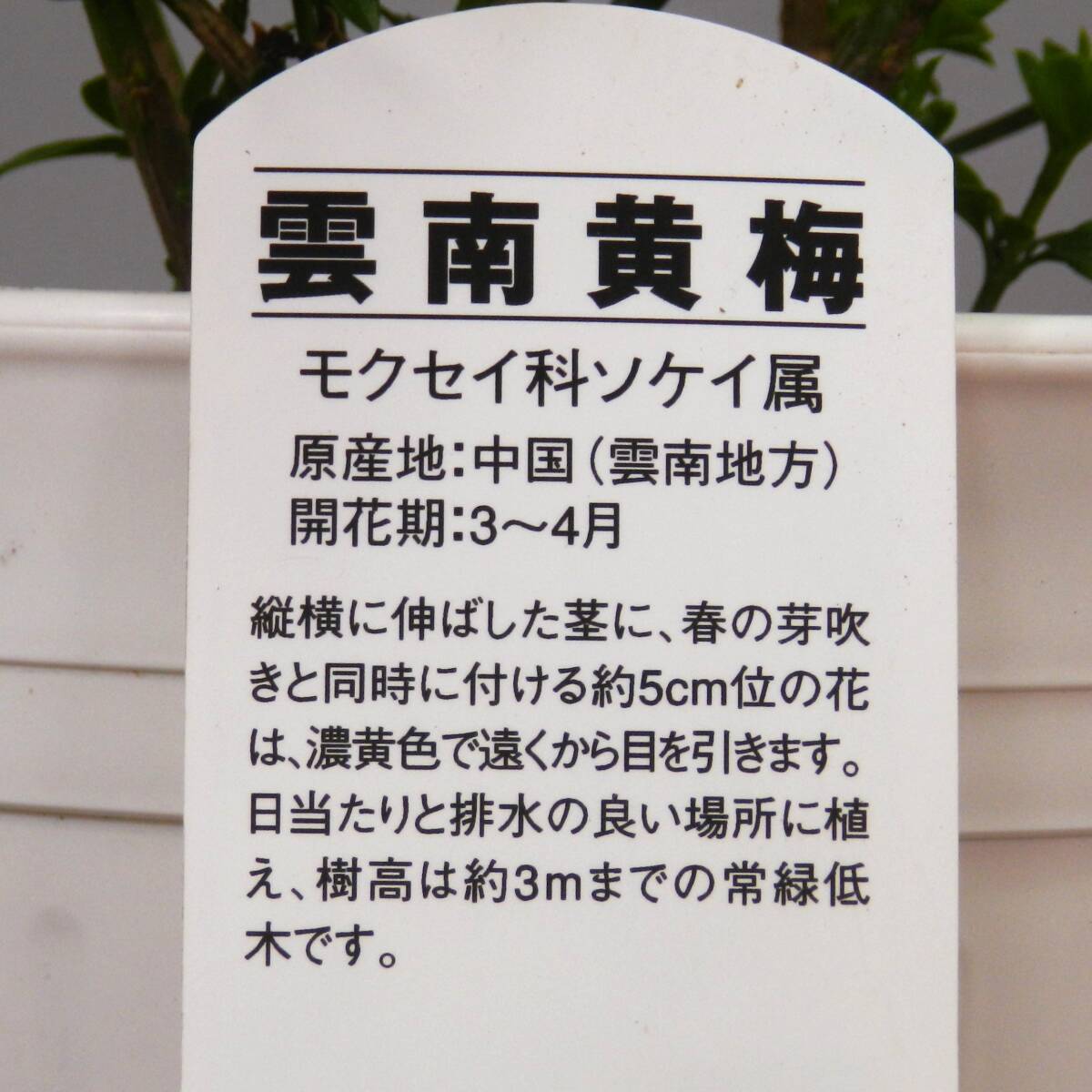 【一起園芸】雲南黄梅・オウバイ・鉢花05◆花はそろそろ終わります◆_画像9