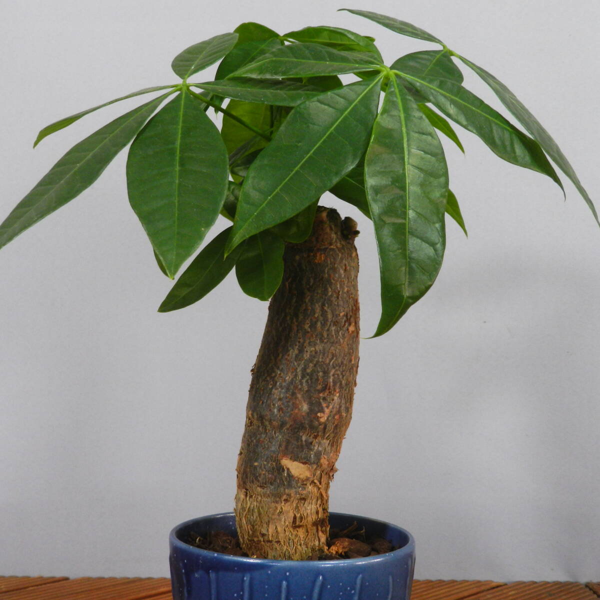 [ one . gardening ] pakira ceramics pot *. leaf pot 01* shape excellent .. leaf pot. *