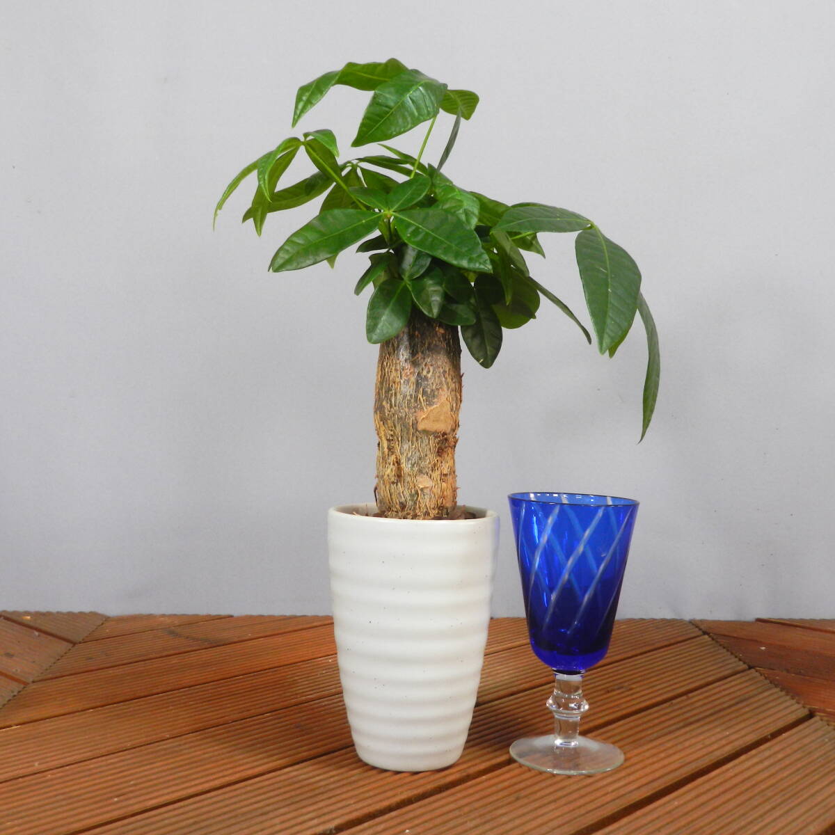 [ one . gardening ] pakira ceramics pot *. leaf pot 03* shape excellent .. leaf pot. *