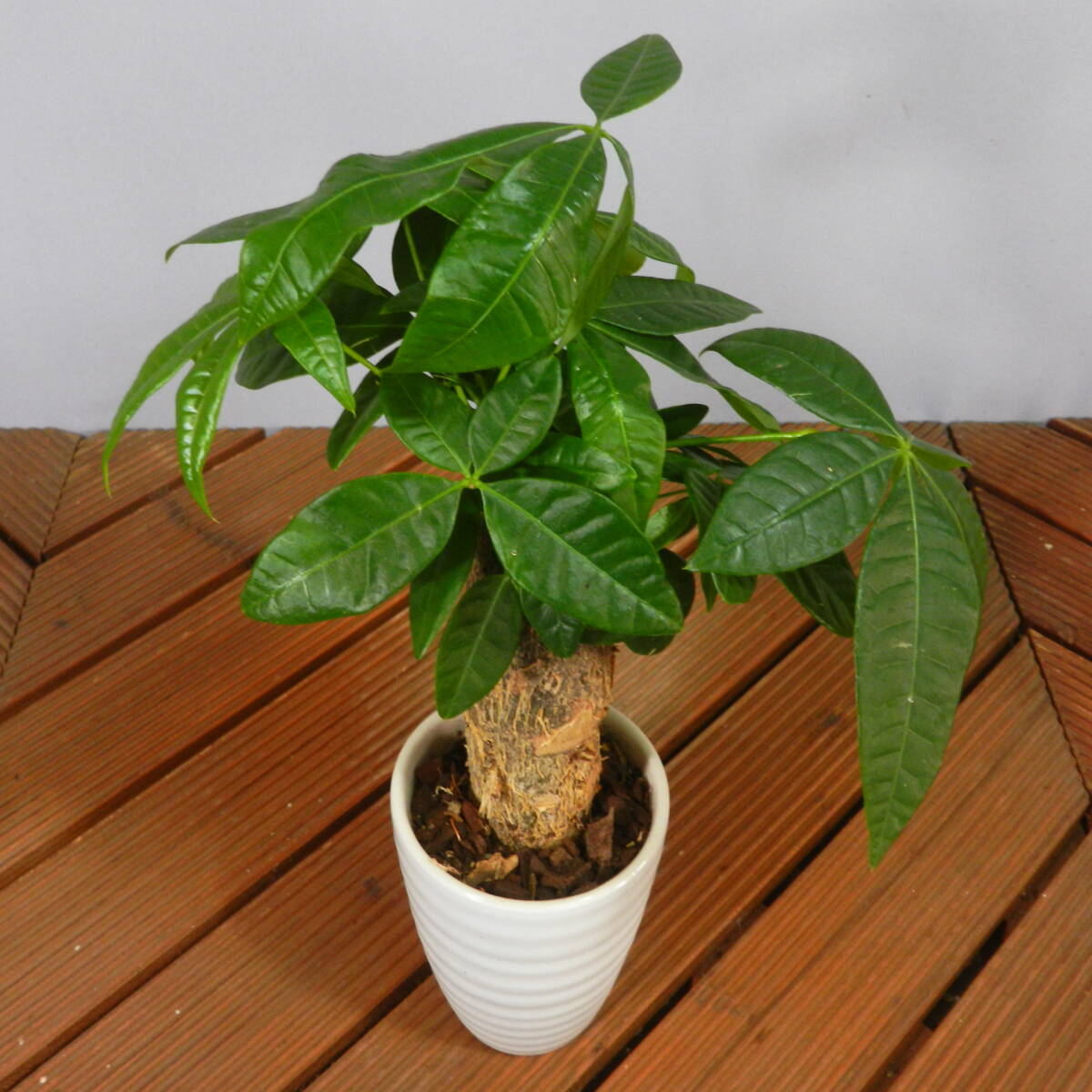 [ one . gardening ] pakira ceramics pot *. leaf pot 03* shape excellent .. leaf pot. *