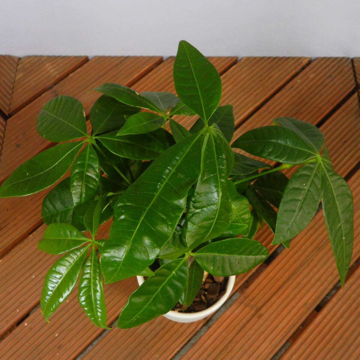 [ one . gardening ] pakira ceramics pot *. leaf pot 03* shape excellent .. leaf pot. *