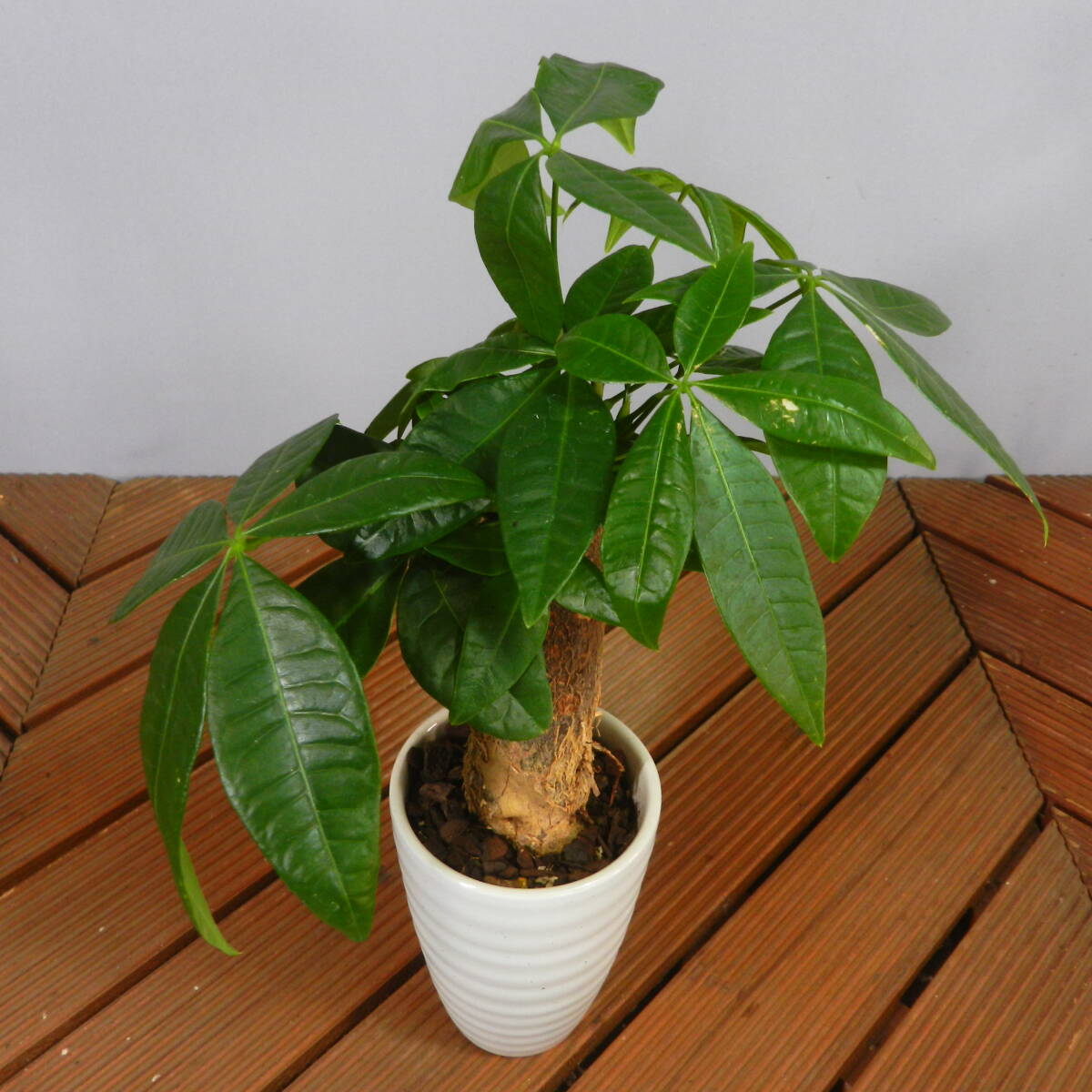 [ one . gardening ] pakira ceramics pot *. leaf pot 03* shape excellent .. leaf pot. *