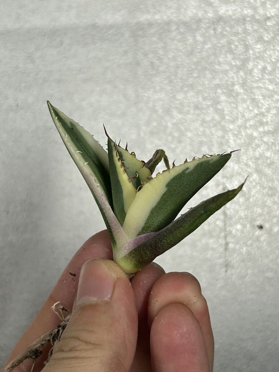 多肉植物 【特選】 アガベ agave titanota チタノタ『スナグルトゥース』 1の画像1