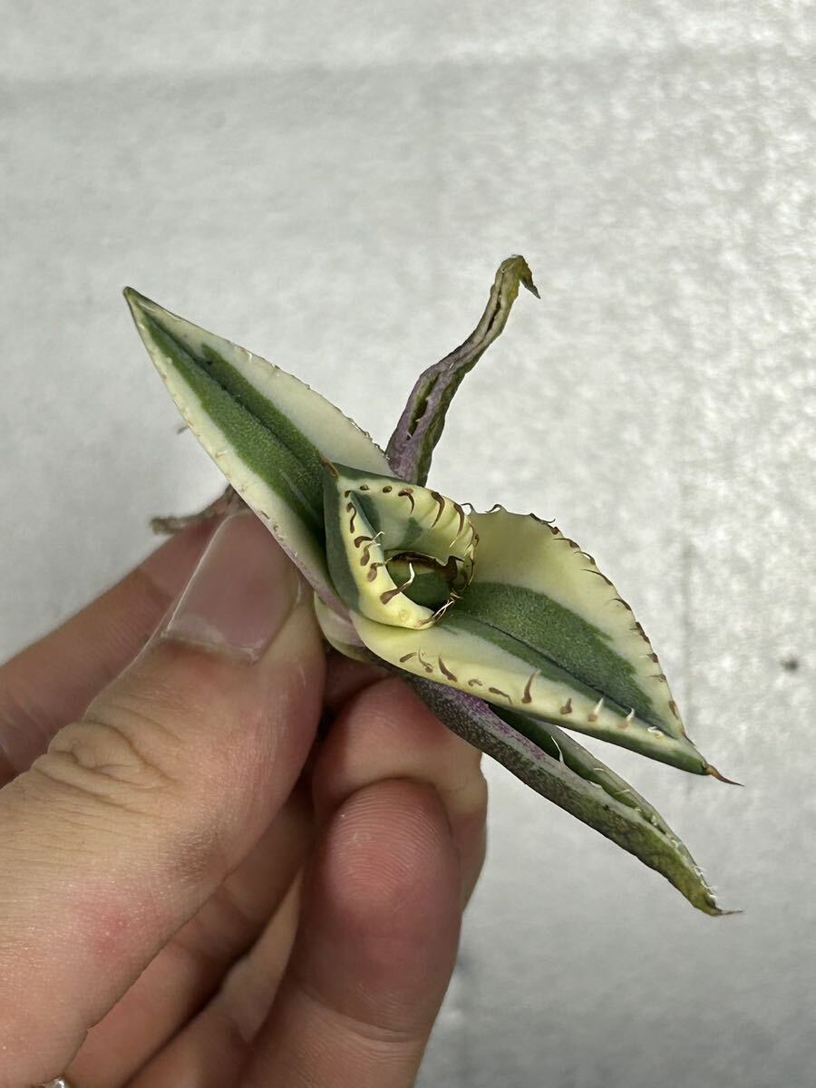 多肉植物 【特選】 アガベ agave titanota チタノタ『スナグルトゥース』 1の画像3