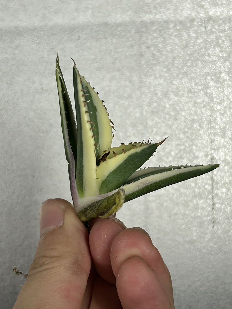 多肉植物 【特選】 アガベ agave titanota チタノタ『スナグルトゥース』 1の画像7