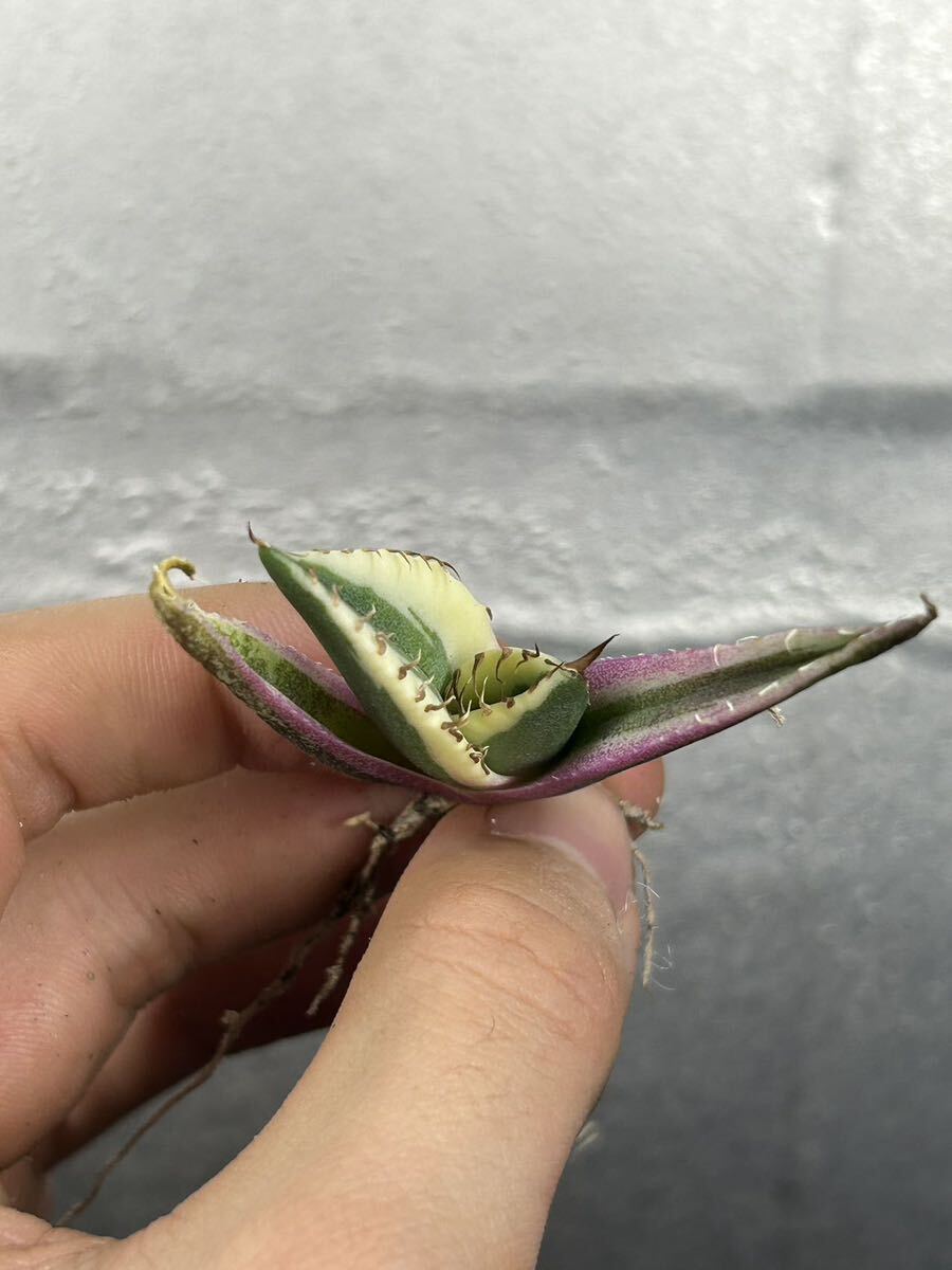 多肉植物 【特選】 アガベ agave titanota チタノタ『スナグルトゥース』 7の画像5