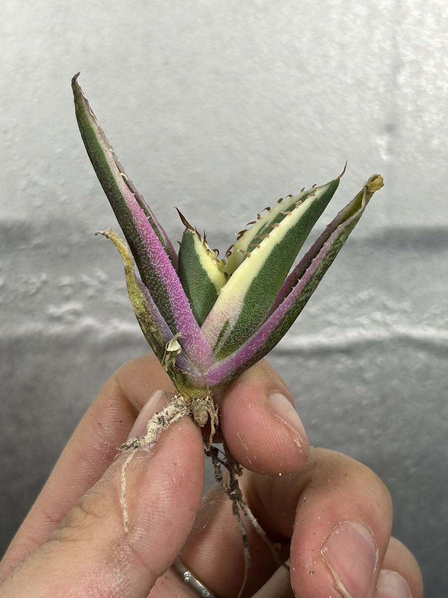 多肉植物 【特選】 アガベ agave titanota チタノタ『スナグルトゥース』 7の画像1