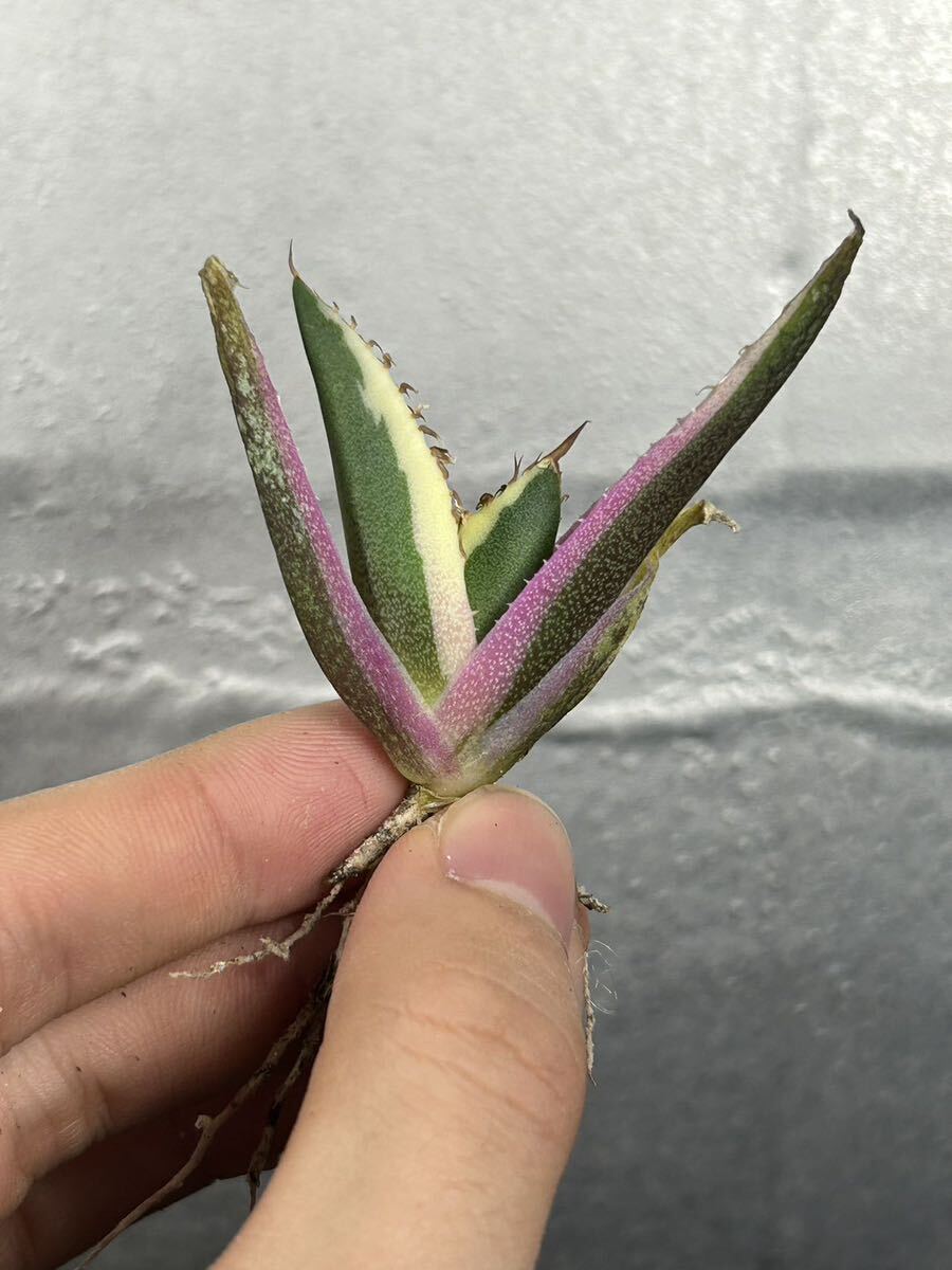 多肉植物 【特選】 アガベ agave titanota チタノタ『スナグルトゥース』 7の画像3