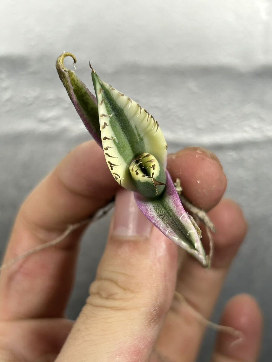 多肉植物 【特選】 アガベ agave titanota チタノタ『スナグルトゥース』 7の画像2