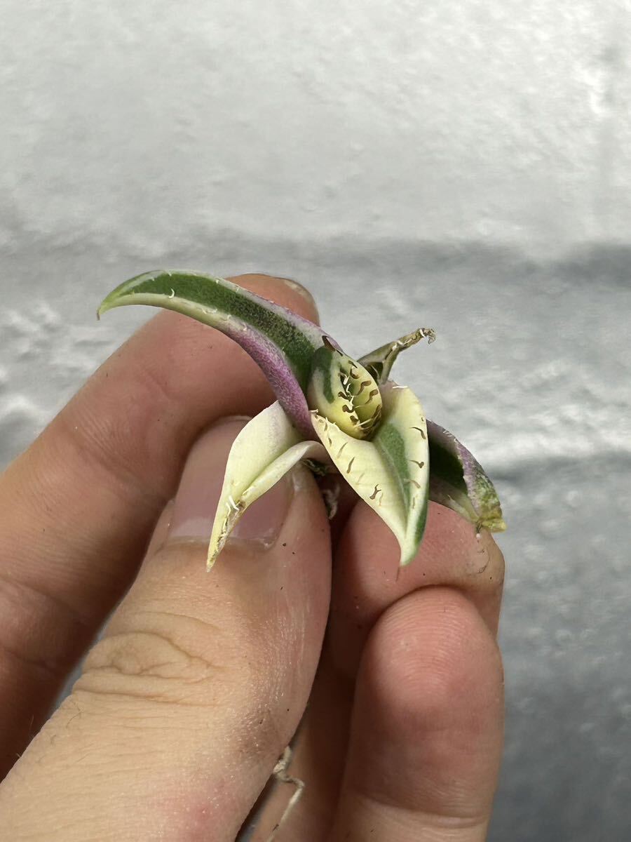 多肉植物 【特選】 アガベ agave titanota チタノタ『スナグルトゥース』 10の画像3