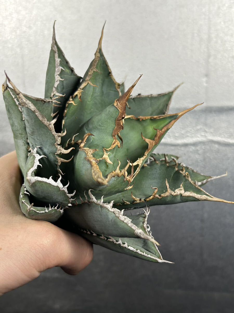多肉植物 【特選】 アガベ agave titanota チタノタ『海王』 1の画像6