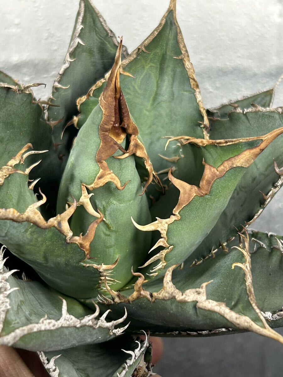 多肉植物 【特選】 アガベ agave titanota チタノタ『海王』 1の画像8